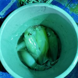 海龍丸（石川） 釣果