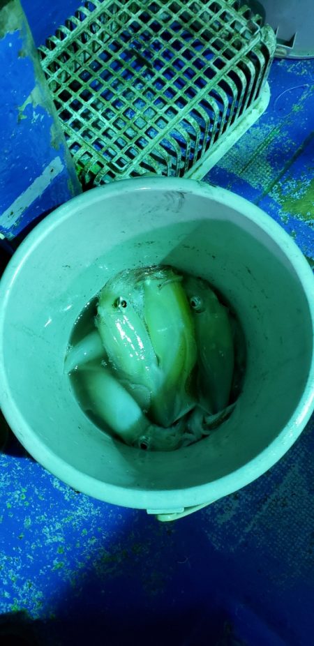 海龍丸（石川） 釣果