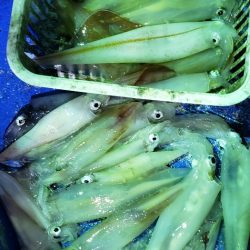 海龍丸（石川） 釣果