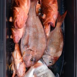 渡船屋たにぐち 釣果