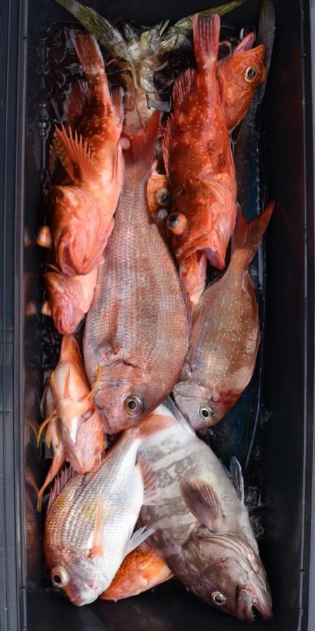 渡船屋たにぐち 釣果