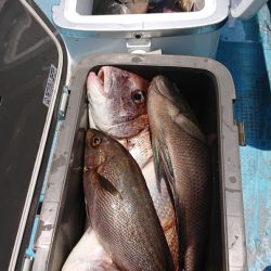 シースナイパー海龍 釣果