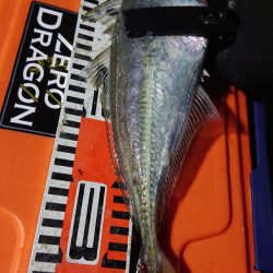 シースナイパー海龍 釣果