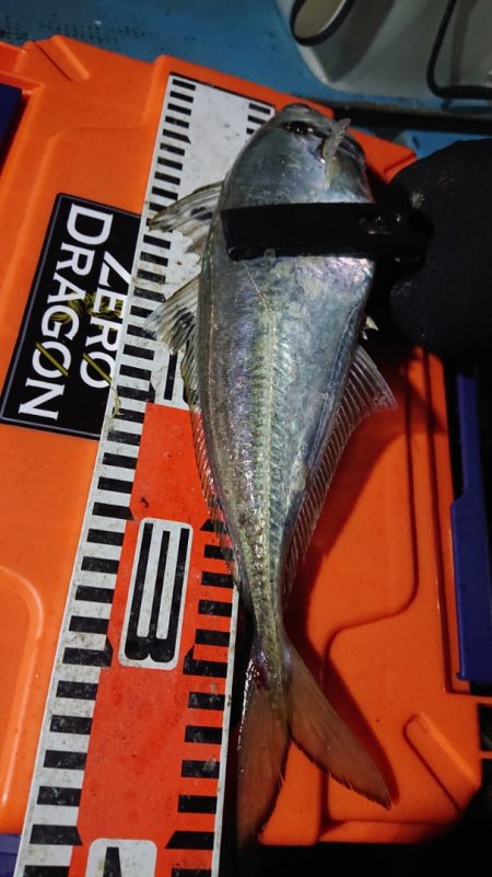 シースナイパー海龍 釣果