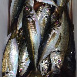 シースナイパー海龍 釣果