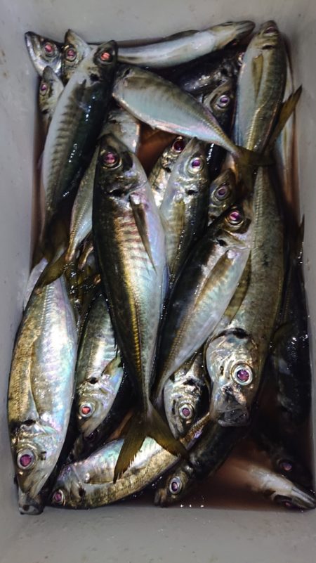 シースナイパー海龍 釣果