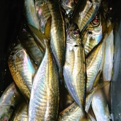 シースナイパー海龍 釣果