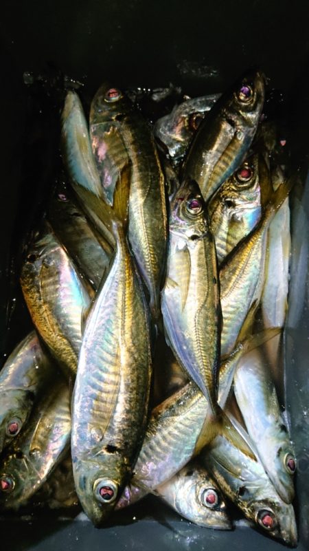 シースナイパー海龍 釣果