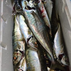 シースナイパー海龍 釣果