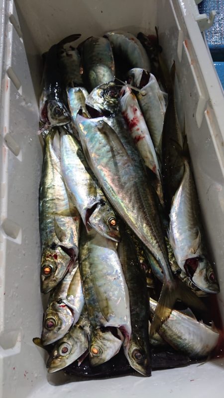 シースナイパー海龍 釣果