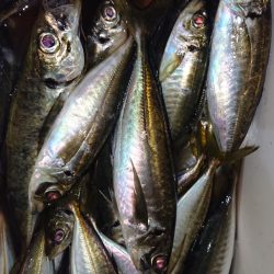 シースナイパー海龍 釣果