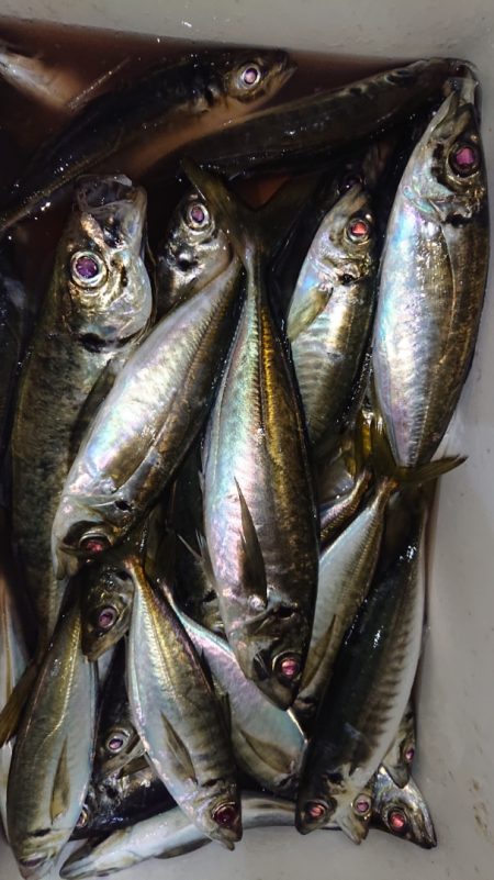 シースナイパー海龍 釣果