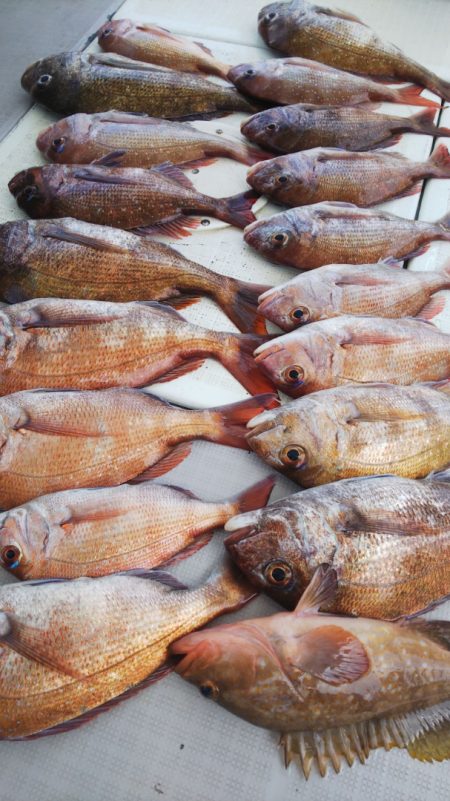 タイラバ遊漁船 ワンピース 釣果