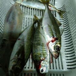 LUSTER『ラスター』 釣果