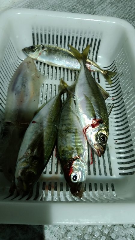 LUSTER『ラスター』 釣果