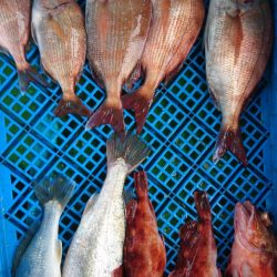 小島丸 釣果