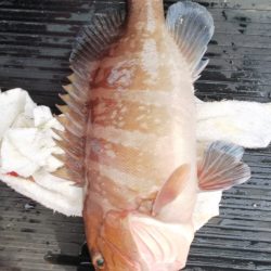 第二龍勢丸 釣果