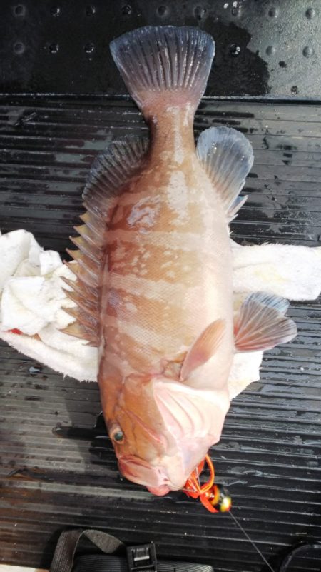 第二龍勢丸 釣果