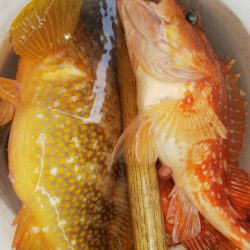 第二龍勢丸 釣果