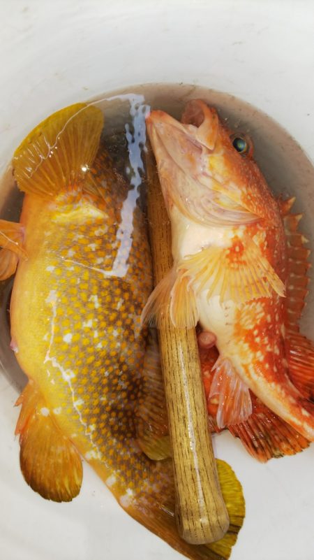 第二龍勢丸 釣果