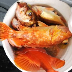 第二龍勢丸 釣果