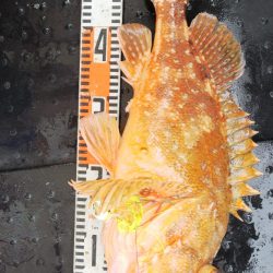 第二龍勢丸 釣果