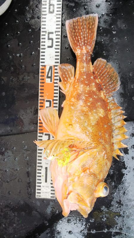 第二龍勢丸 釣果