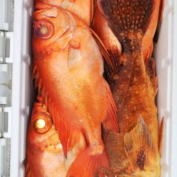 第二龍勢丸 釣果