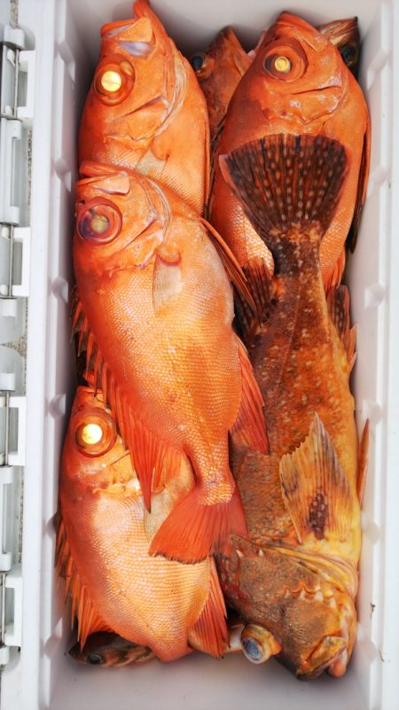 第二龍勢丸 釣果