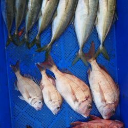 小島丸 釣果