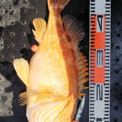 第二龍勢丸 釣果