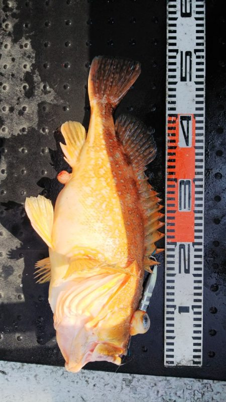 第二龍勢丸 釣果