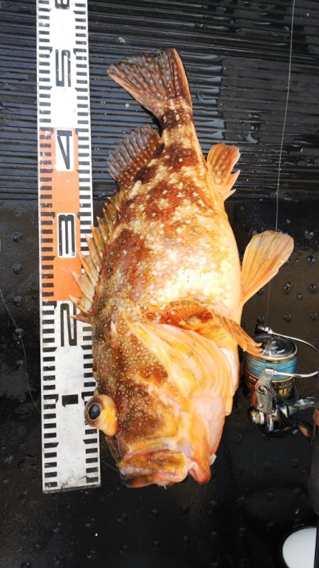 第二龍勢丸 釣果