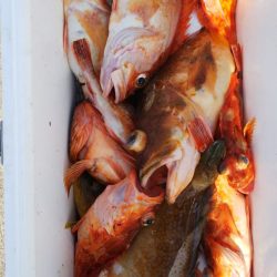 第二龍勢丸 釣果