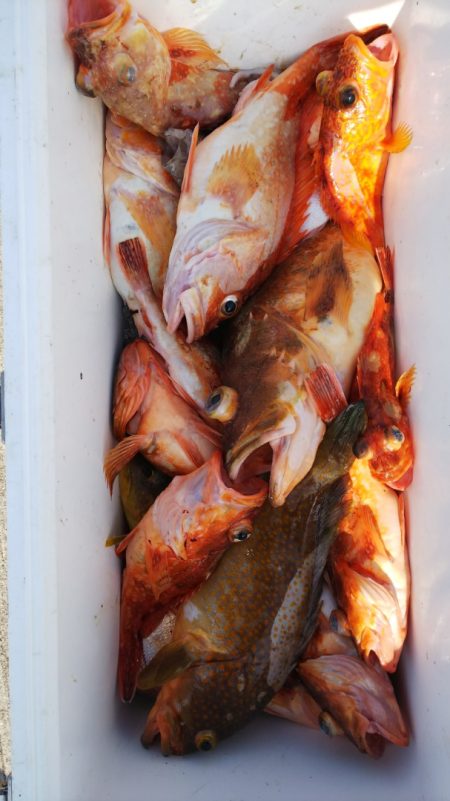 第二龍勢丸 釣果