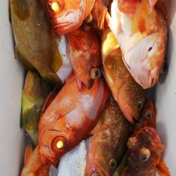 第二龍勢丸 釣果