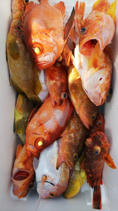 第二龍勢丸 釣果