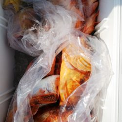 第二龍勢丸 釣果