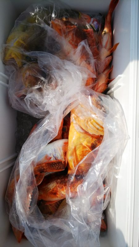 第二龍勢丸 釣果