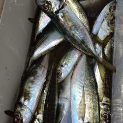 シースナイパー海龍 釣果