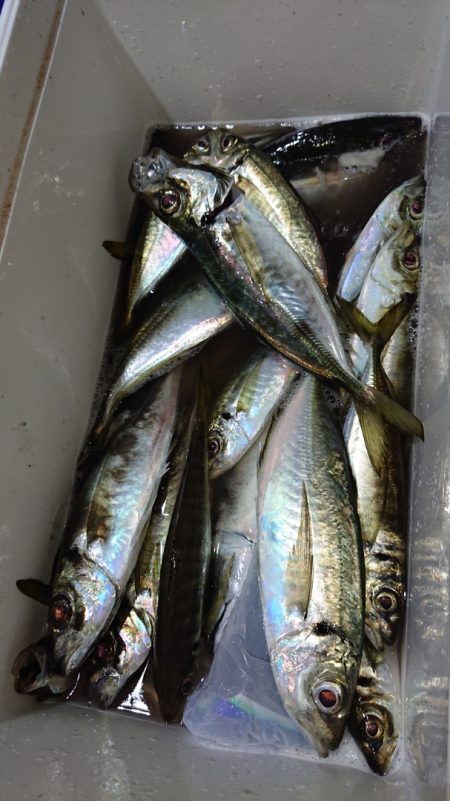 シースナイパー海龍 釣果