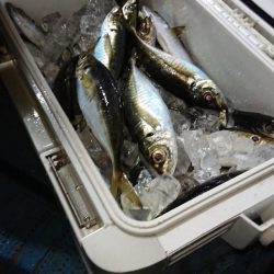 シースナイパー海龍 釣果