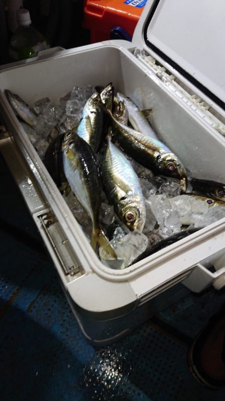 シースナイパー海龍 釣果