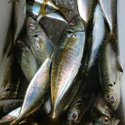 シースナイパー海龍 釣果