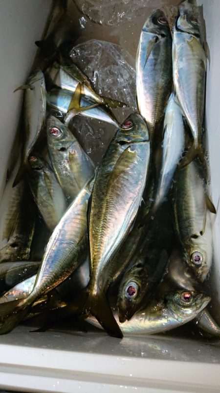 シースナイパー海龍 釣果