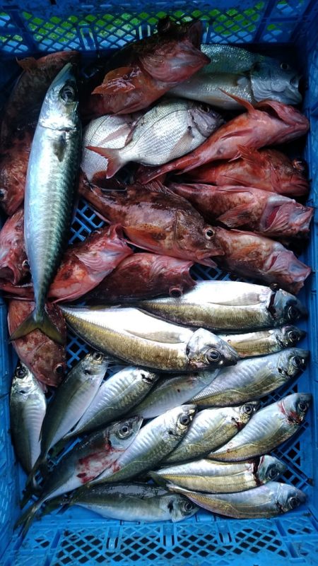 小島丸 釣果