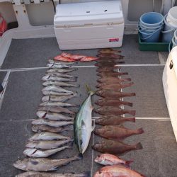 ARCADIAⅡ (アルカディアⅡ) 釣果