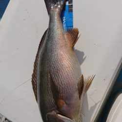 シースナイパー海龍 釣果