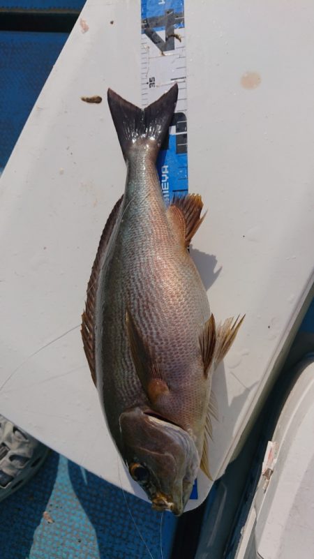 シースナイパー海龍 釣果