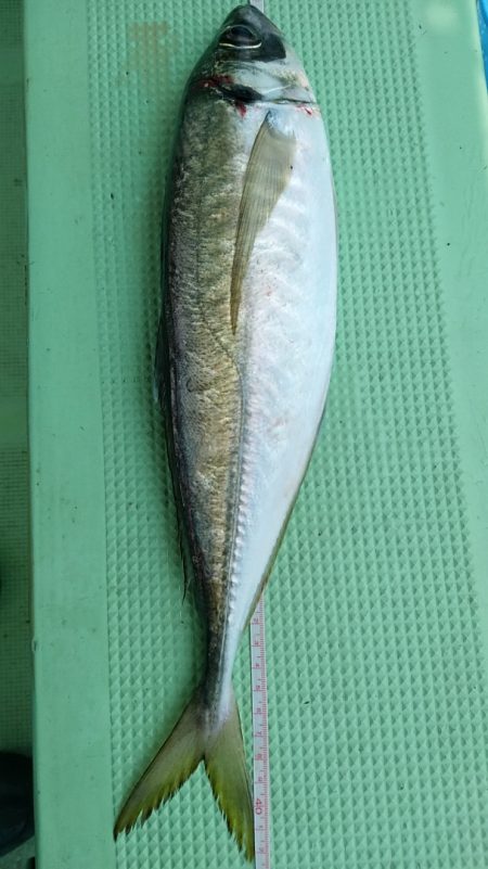 小島丸 釣果